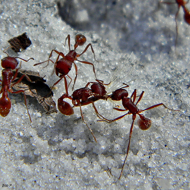 Harvester Ants Myrmecochory