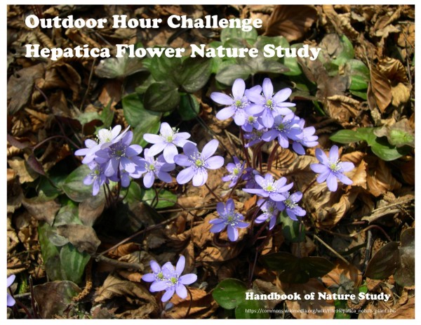 Hepatica Nature Study Outdoor Hour Challenge