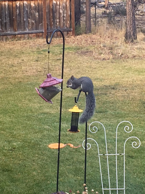 squirrel in the feeder