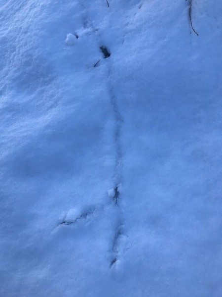 mouse trails in the snow subnivean