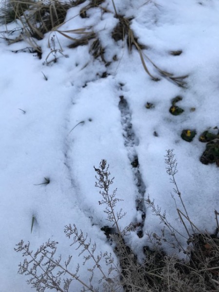 mouse trails in the snow subnivean