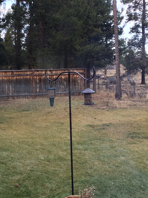 Suet and Seed feeder
