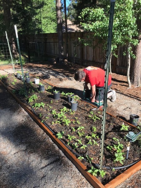 planting sunflower seedlings 2021