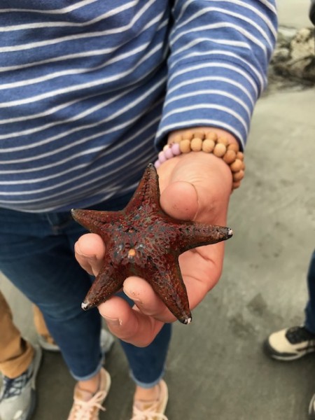 sea star brookings tidepool 2021