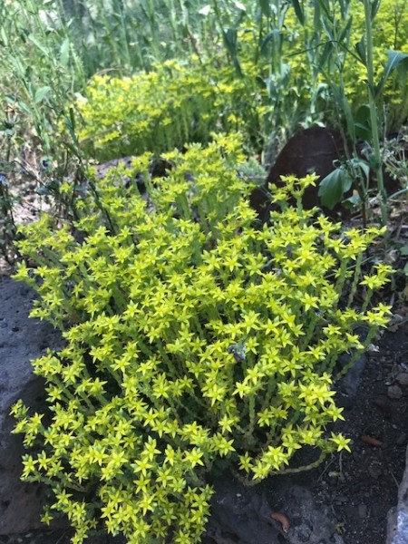 succulent blooming stonecrop 2021