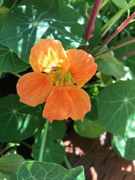 nasturtium 2021 renees