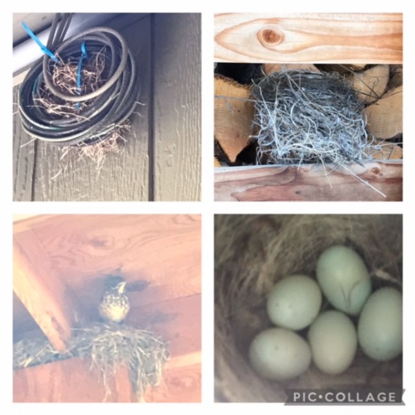nests eggs bird 2021