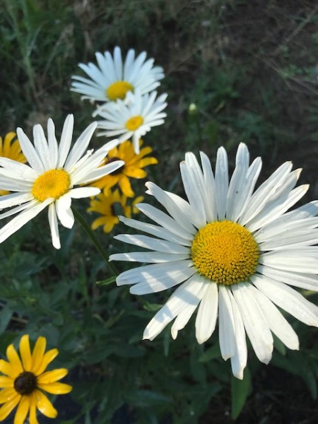 summer coneflowers