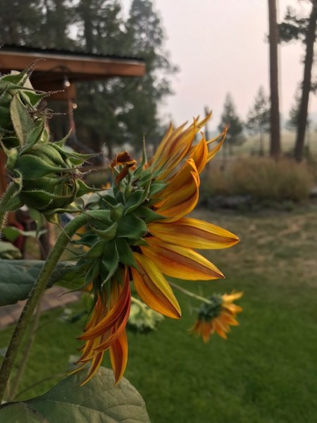 sunflowers 2021