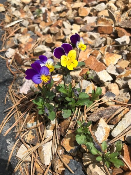 johnny jump up violets nature study