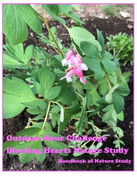 Outdoor Hour Challenge Bleeding Hearts 2021