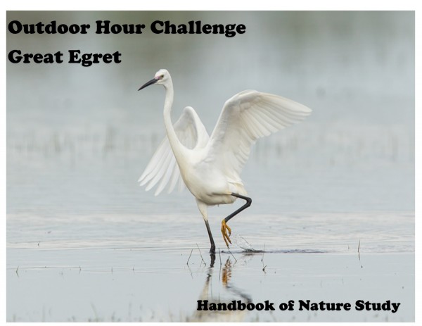 Outdoor Hour Challenge Great Egret graphic