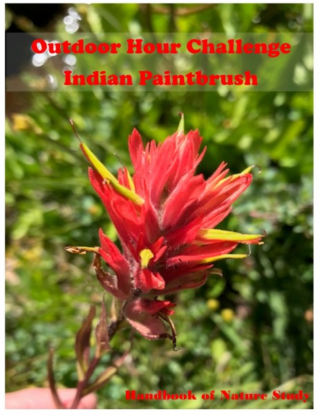 Outdoor Hour Challenge Indian Paintbrush