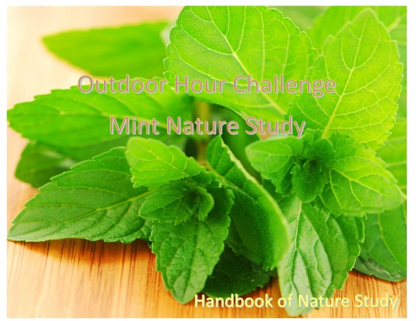 Outdoor Hour Challenge Mint Nature Study