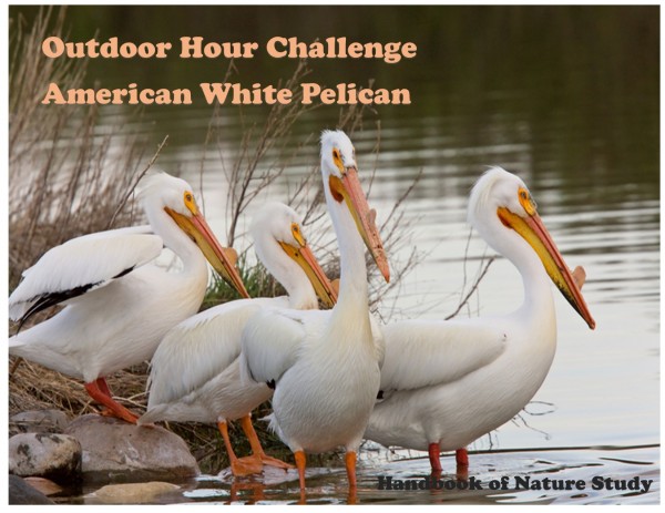 Outdoor Hour Challenge Pelican graphic