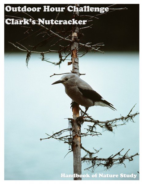 Outdoor Hour Challenge clarks nutcracker