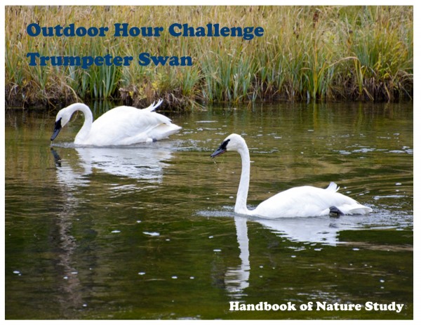 Outdoor Hour Challenge Trumpeter Swan graphic