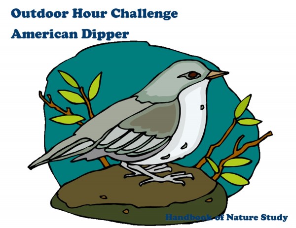 Outdoor Hour Challenge american dipper
