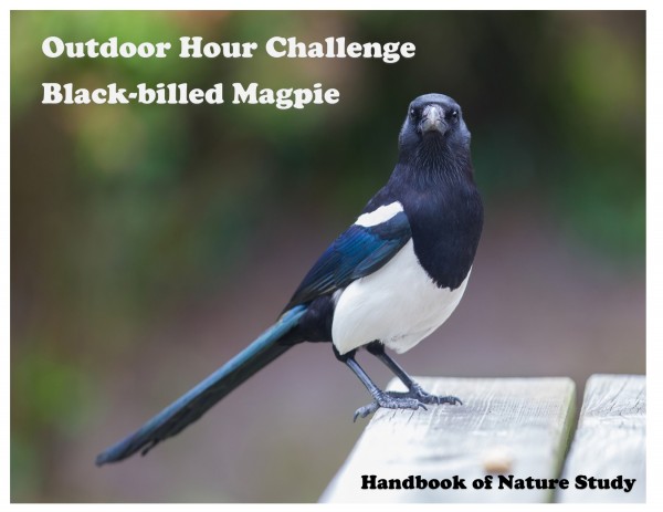 Outdoor Hour Challenge magpie