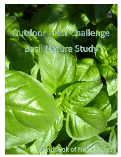 Outdoor Hour Challenge basil nature study