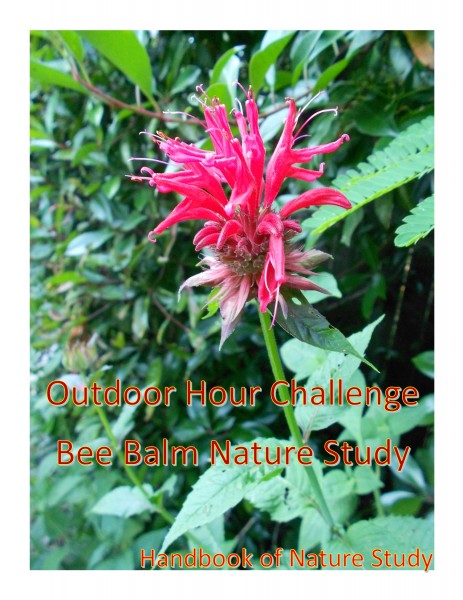 Outdoor Hour Challenge bee balm nature study