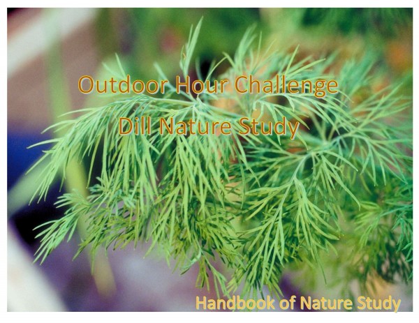 Outdoor Hour Challenge dill nature study