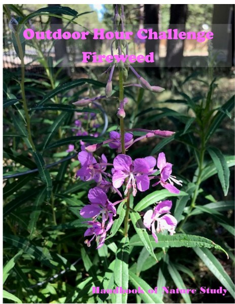 Outdoor Hour Challenge fireweed