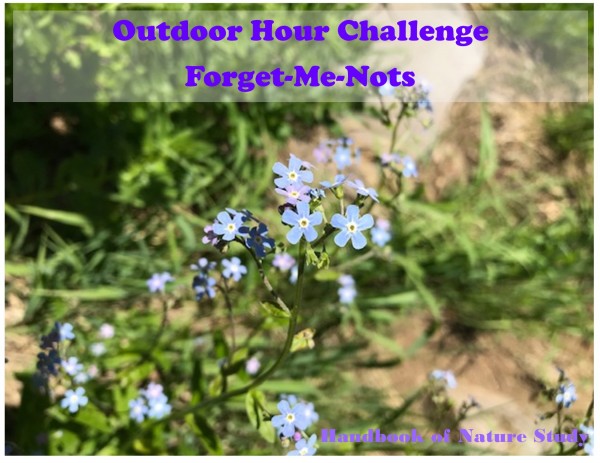 Outdoor Hour Challenge forget me nots