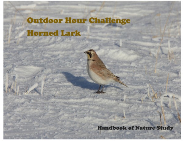 Outdoor Hour Challenge honred lark