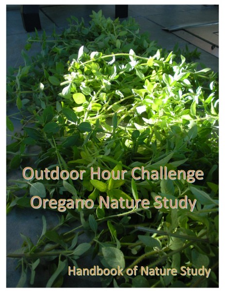 Outdoor Hour Challenge oregano nature study