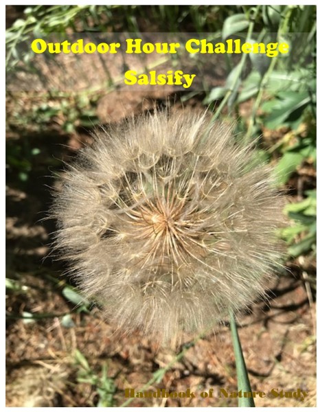 Outdoor Hour Challenge salsify