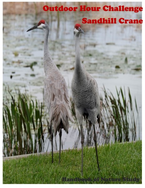 Outdoor Hour Challenge sandhill crane