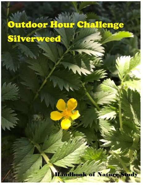 Outdoor Hour Challenge silverweed