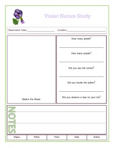 In this violets nature study, learn how to identify violets plus enjoy suggestions for your outdoor homeschool nature study. Follow up activities include nature journaling pages for labeling flower parts and resources for how to grow violets.