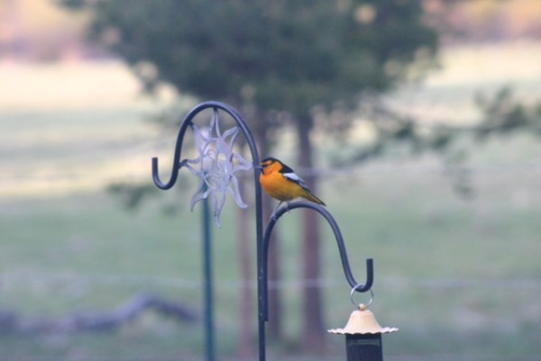 bullocks oriole bird may 11 2021 (3)