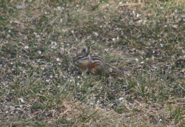 chipmunk close up march 2021