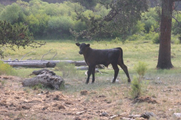 cow calf july 2021 (1)