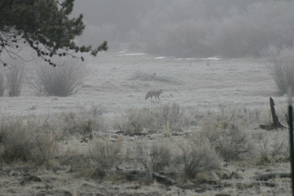 coyote jan 2021 (5)