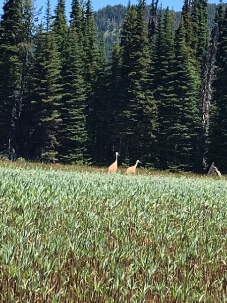 crane july 2020 sparks lake