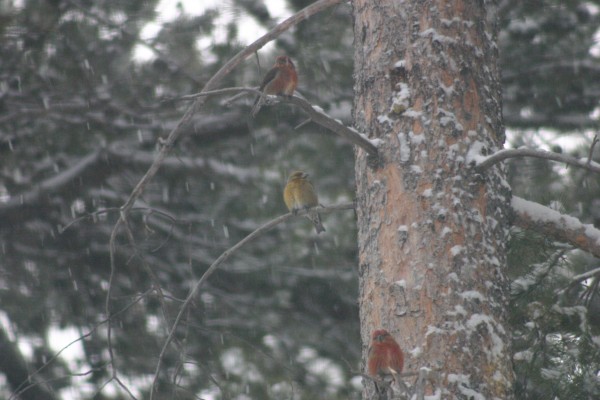 crossbills february 2021