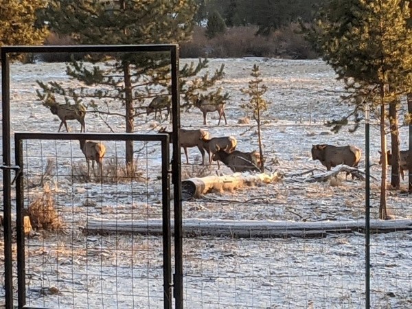 elk january 2021