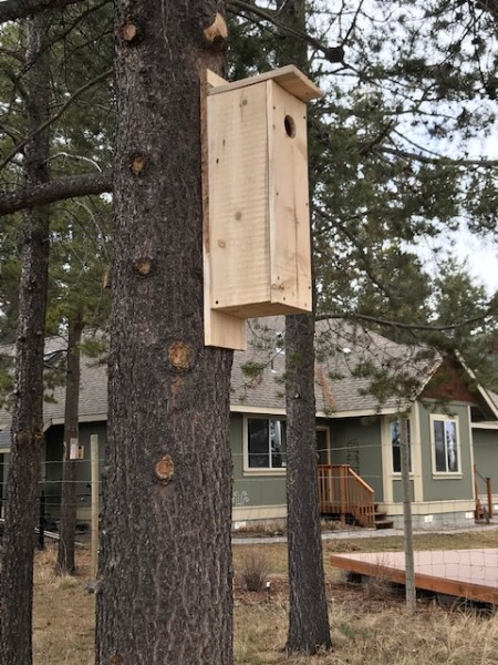 flicker nesting box march 2021