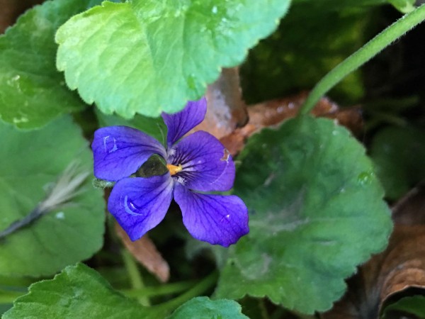 fragrant violet - In this violets nature study, learn how to identify violets plus enjoy suggestions for your outdoor homeschool nature study. Follow up activities include nature journaling pages for labeling flower parts and resources for how to grow violets.