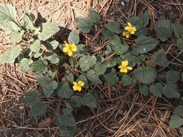 goosefoot violet - In this violets nature study, learn how to identify violets plus enjoy suggestions for your outdoor homeschool nature study. Follow up activities include nature journaling pages for labeling flower parts and resources for how to grow violets.