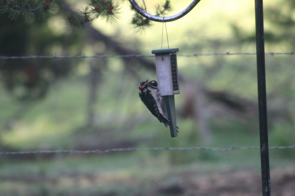 hairy woodpecker bird backyard july 2021 (3)