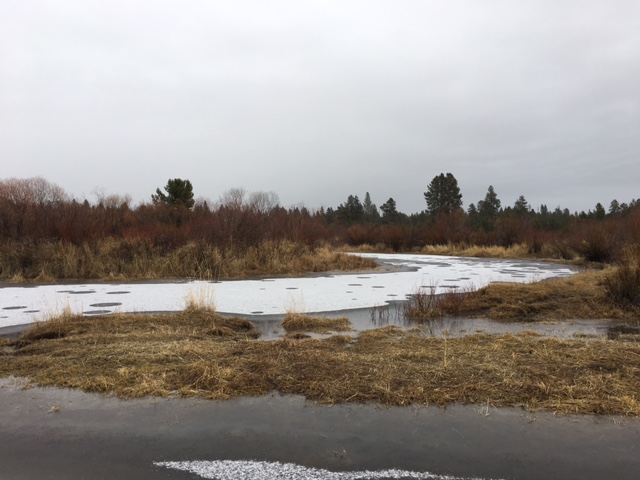 Image of the frozen slough