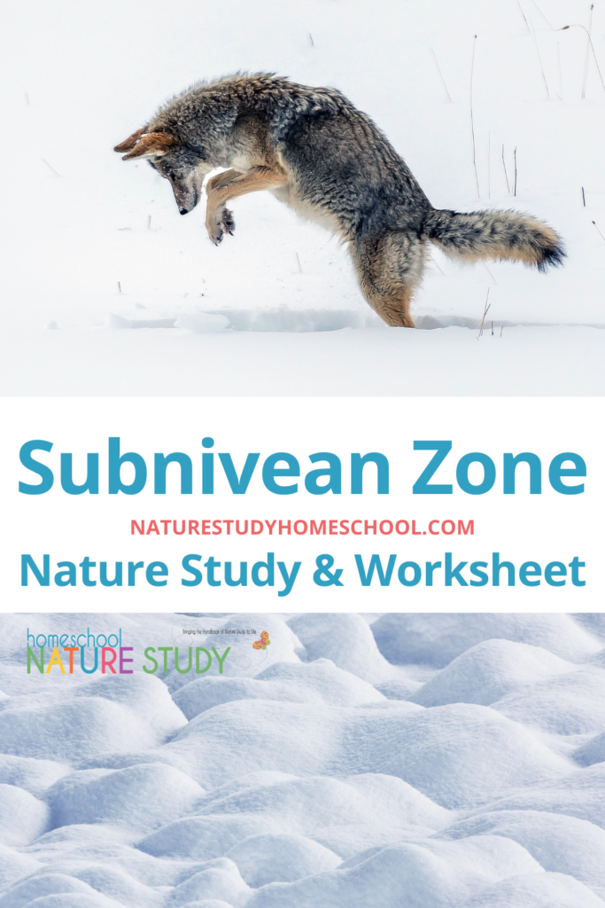 Learn more about the interesting Subnivean Zone animals and predators with these winter facts and new member worksheet.