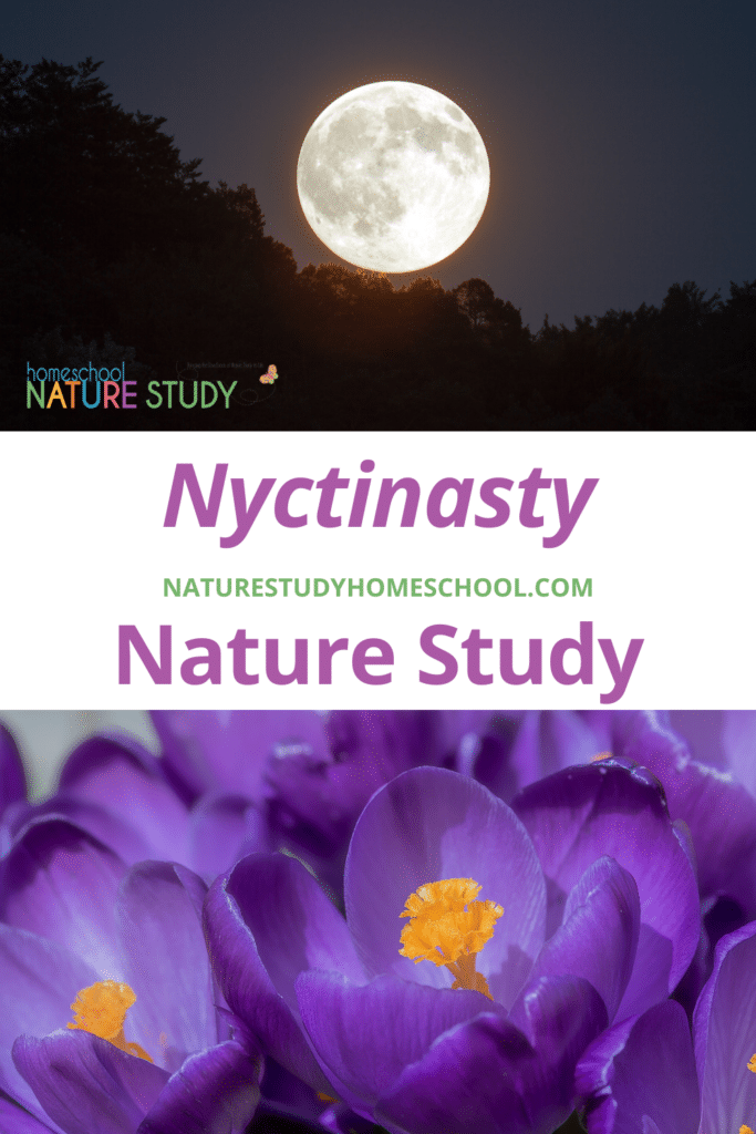 Learn why and how some flowers close up at night. Enjoy your own Nyctinasty Nature Study with these ideas.