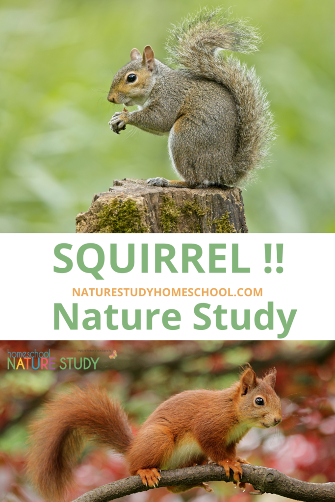 Observe squirrels in your neighborhood and enjoy the Squirrel Nature Study. Be sure to bring a long a pair of binoculars.