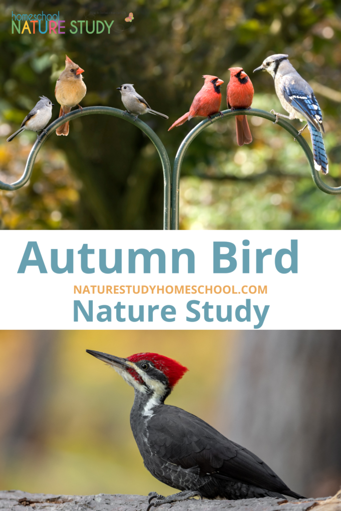 Use these resources to enjoy an autumn bird nature study. Learn more about Woodpeckers and bird feet observation worksheet.